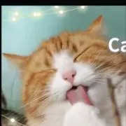 ねこねこの画像
