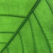 speedの画像