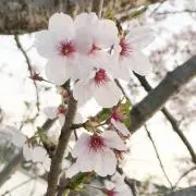 Roseの画像