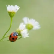 てんとうむしの画像