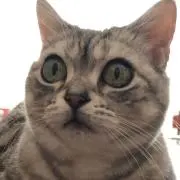 ねこにゃん