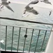 Y