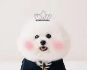 honeyの画像