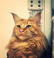えーす