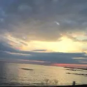 もず