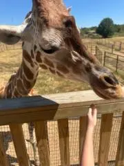 giraffyの画像