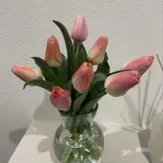 さくらの画像