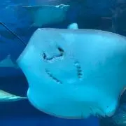 Yuyuの画像