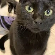 まことの画像