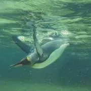 YKの画像