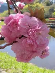 夏子の画像