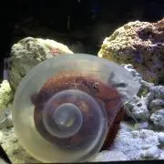 SxSの画像