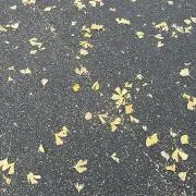 mariの画像