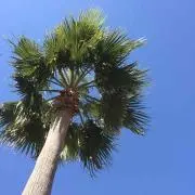 みぃみぃの画像