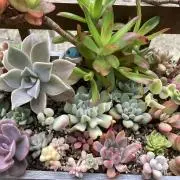 たけのこマダムの画像