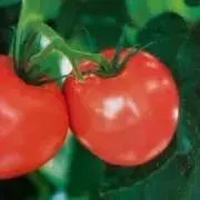 Tomotoの画像