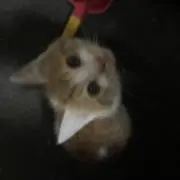 ネコ