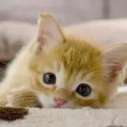 にゃんぱち