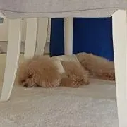 コトコトの画像