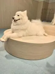 ミミの画像