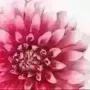 くるみ＃(❁ᴗ͈ˬᴗ͈) ♡...*゜の画像