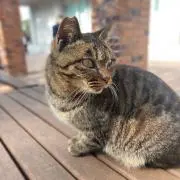 パンパン