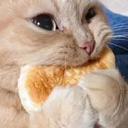 ぴーちゃんの画像