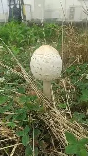 騒の画像