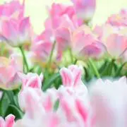 *.❁⃘Mugi❁⃘*.゜の画像