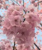 Maikaの画像