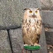 kirimarixの画像