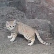 きなぞーの画像