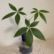 いくらの画像