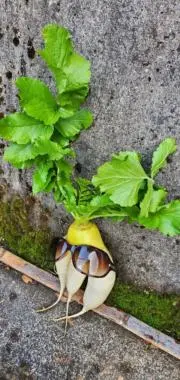 TAKAの画像