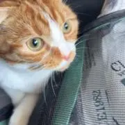 ぱるの画像