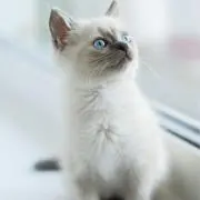 soni.