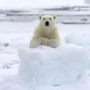 バオウ