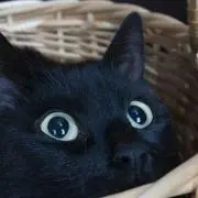 みきんぼの画像
