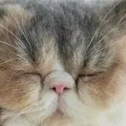 いのまき