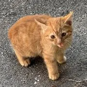 Image of ミニケル