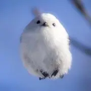 にゃんチューの画像