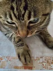 ハルハルの画像
