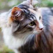 ねこの画像
