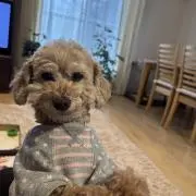 はぴねすの画像