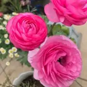 ranunculusの画像