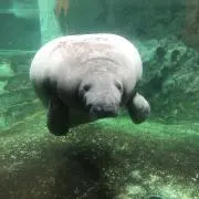 肉ミート君の画像