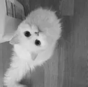 ぽんすけ