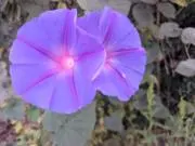 けーこ☆の画像