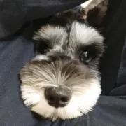 AZMの画像