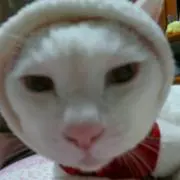 丸太の画像